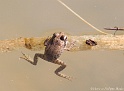 Grenouille rousse 1815_wm